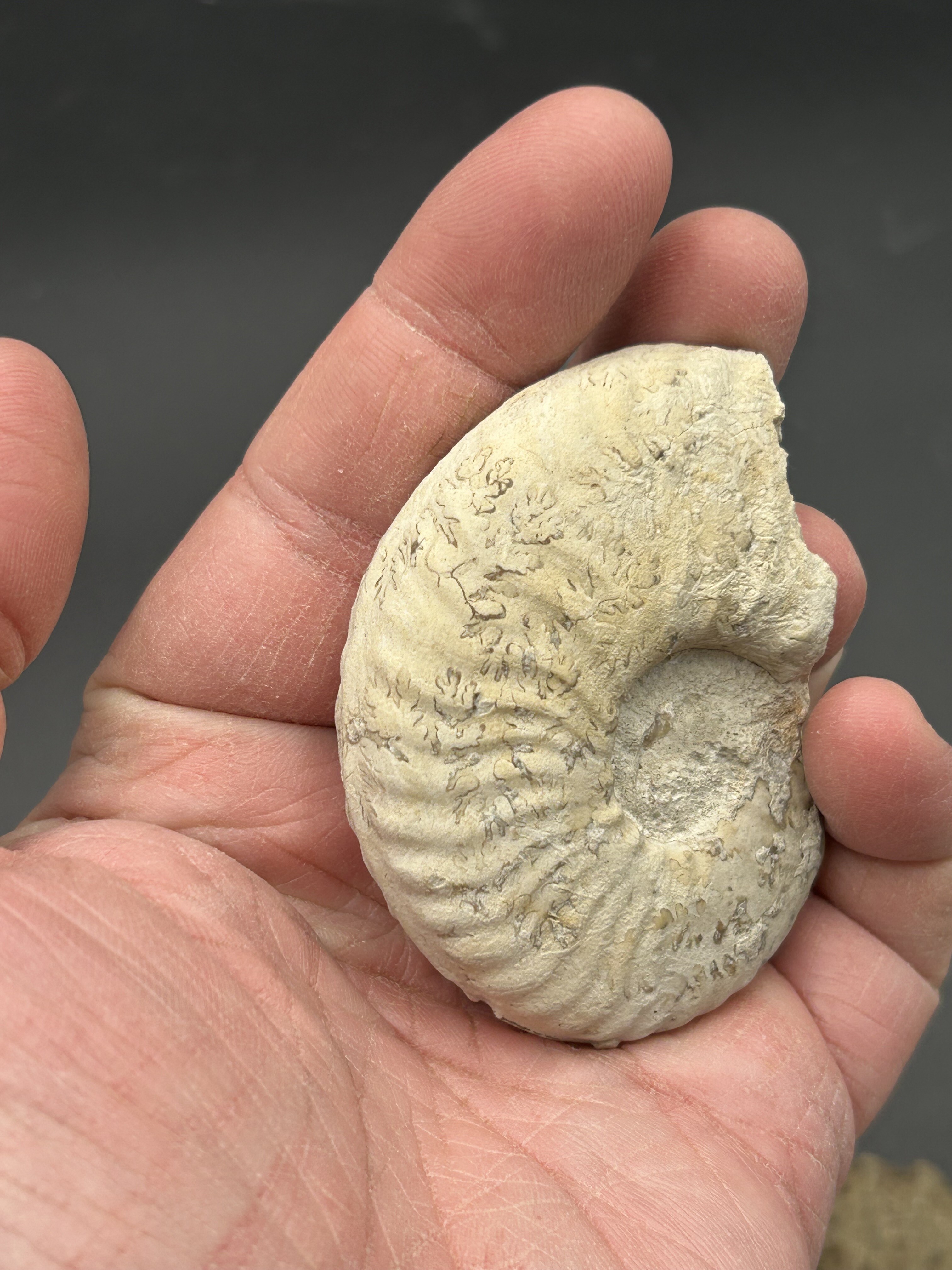 Mortoniceras Ammonites